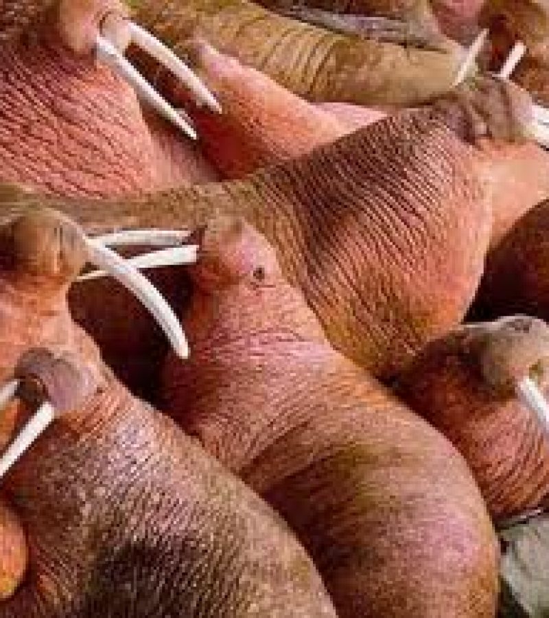 0079445_0.