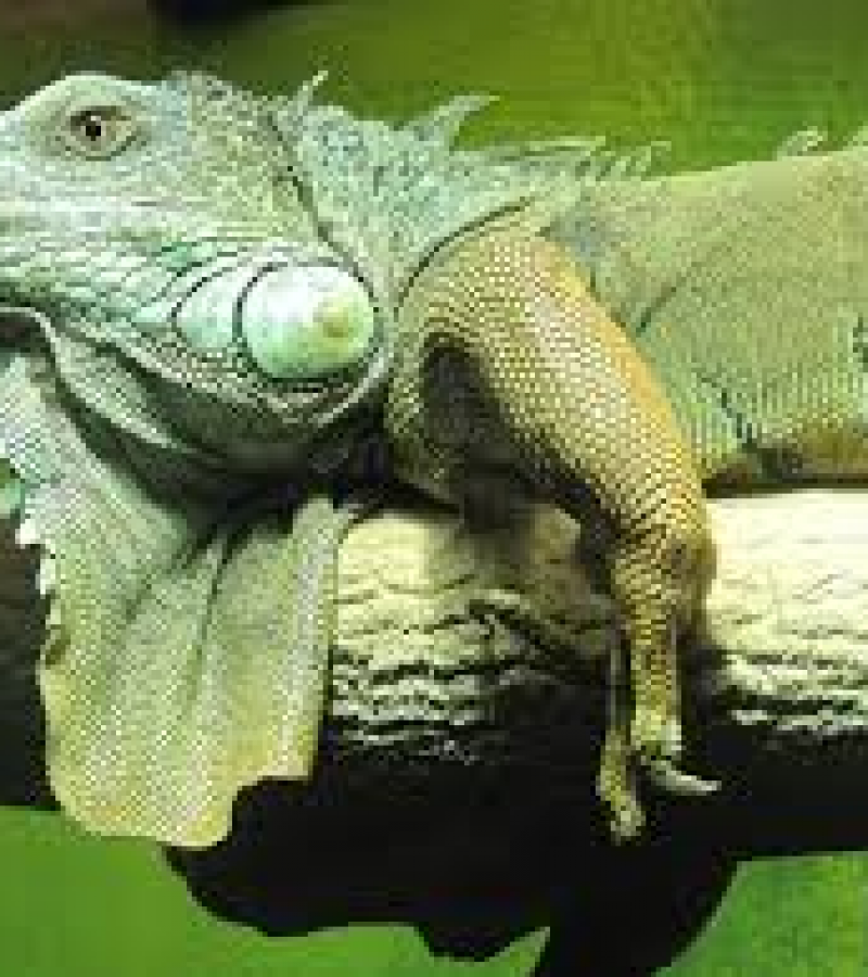 0081372_0.
