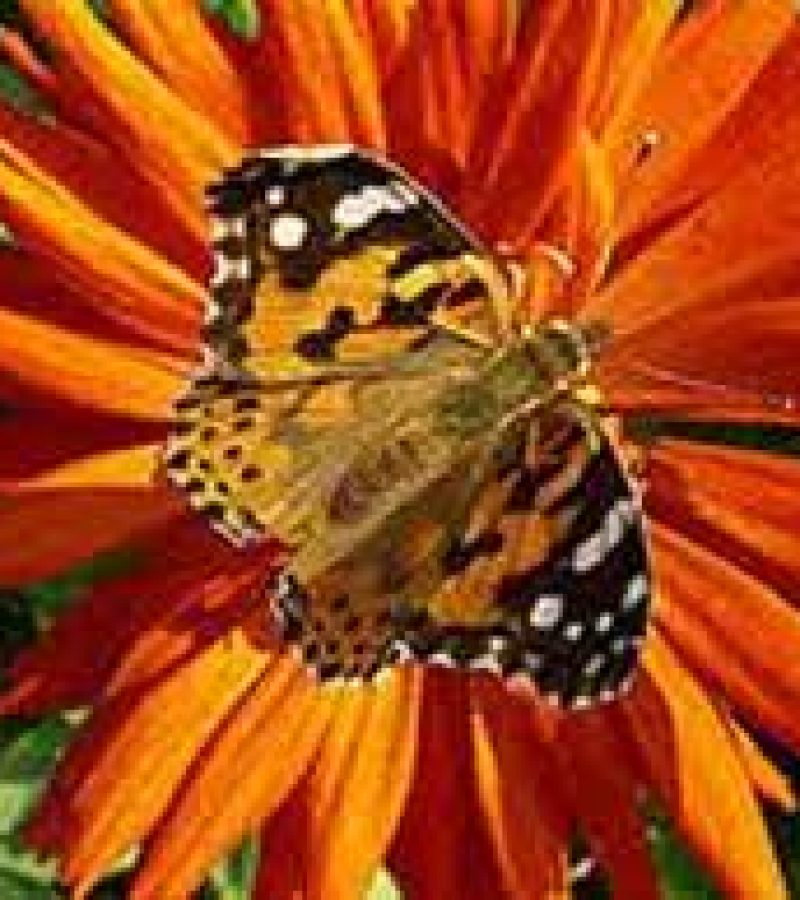 0081604_0.