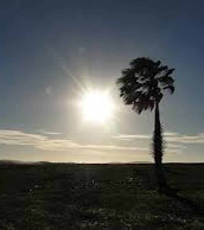 0081884_0.