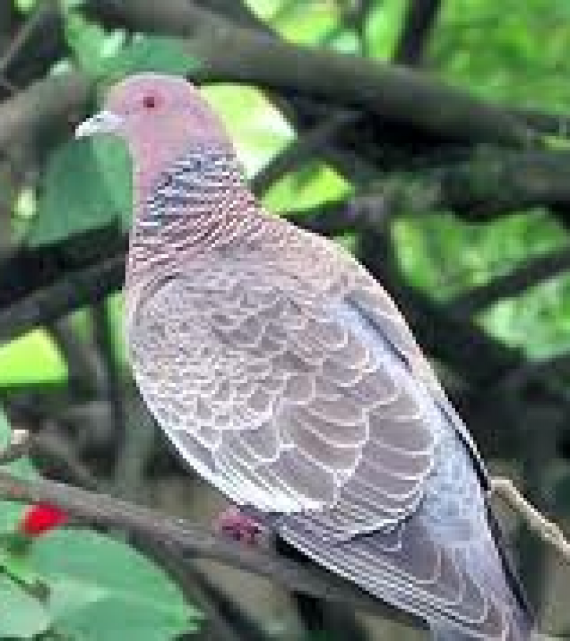 0082485_0.