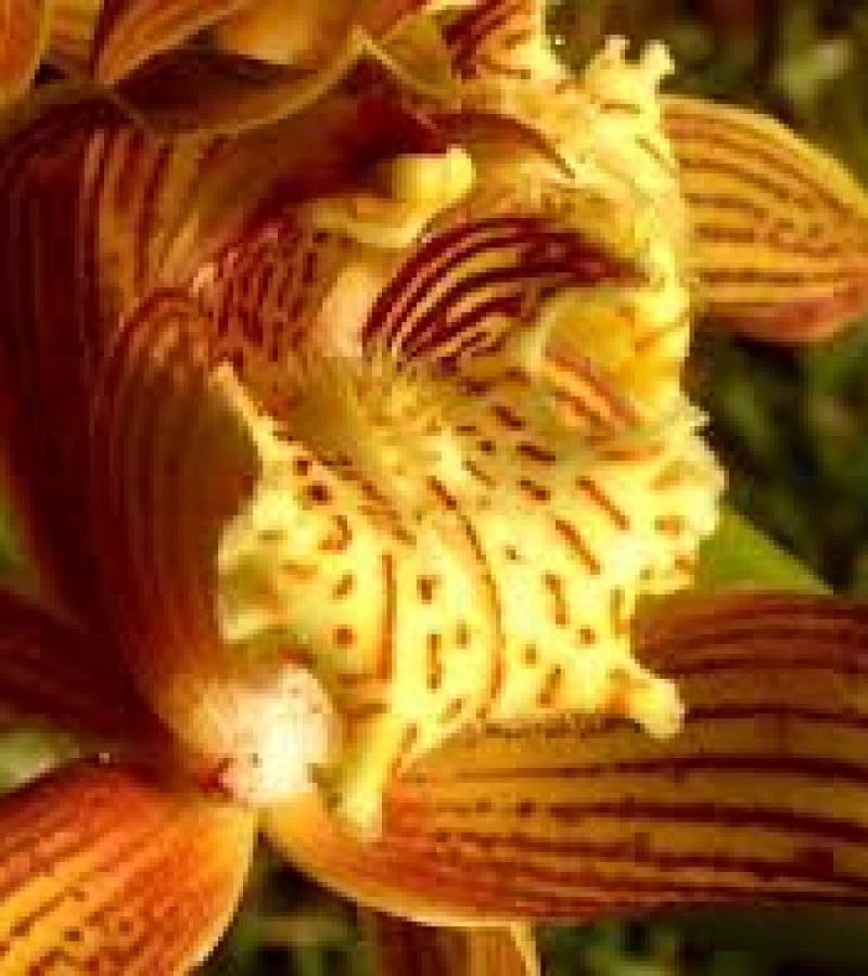 0082700_0.
