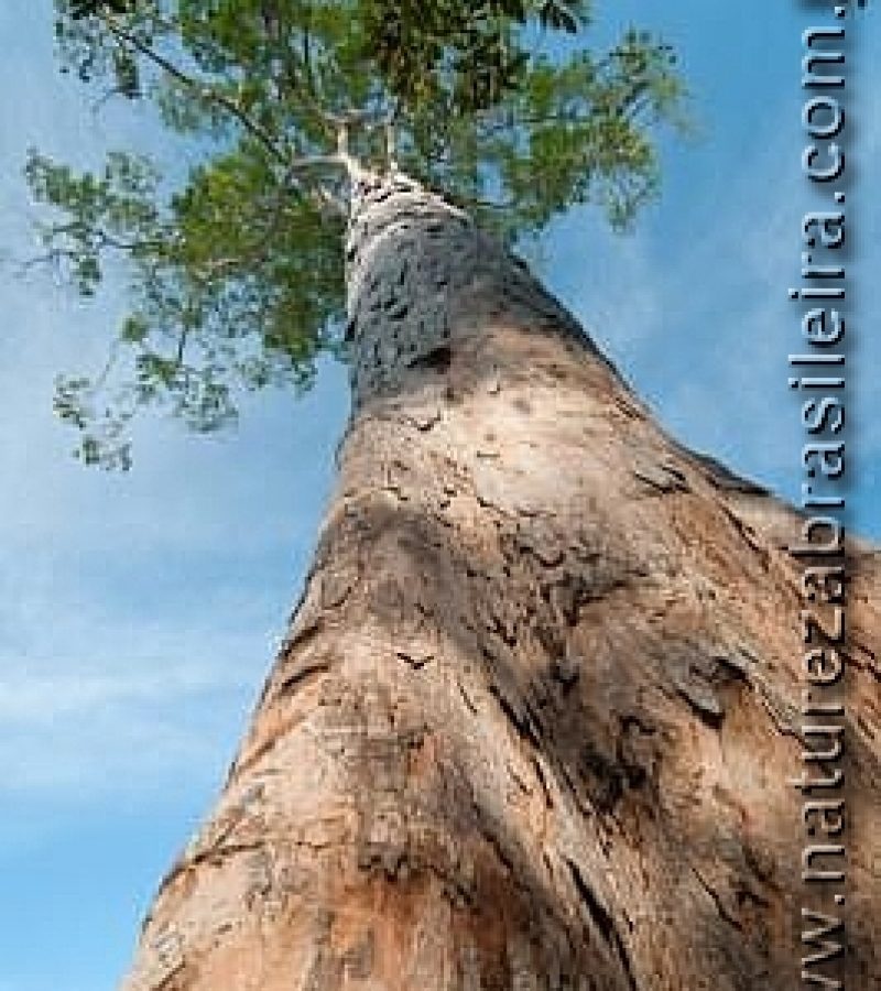 ANGELIM-PEDRA Dinizia excelsa - AM