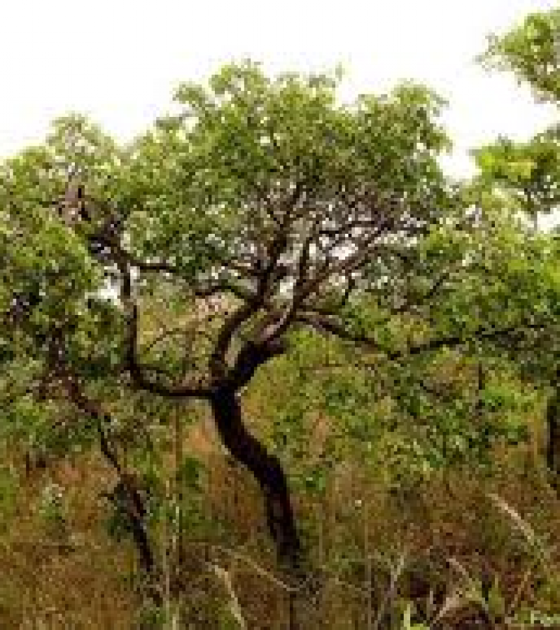 0083661_0.