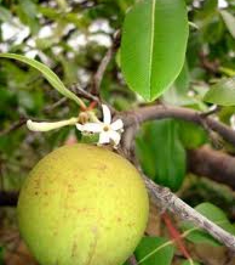 0083668_0.