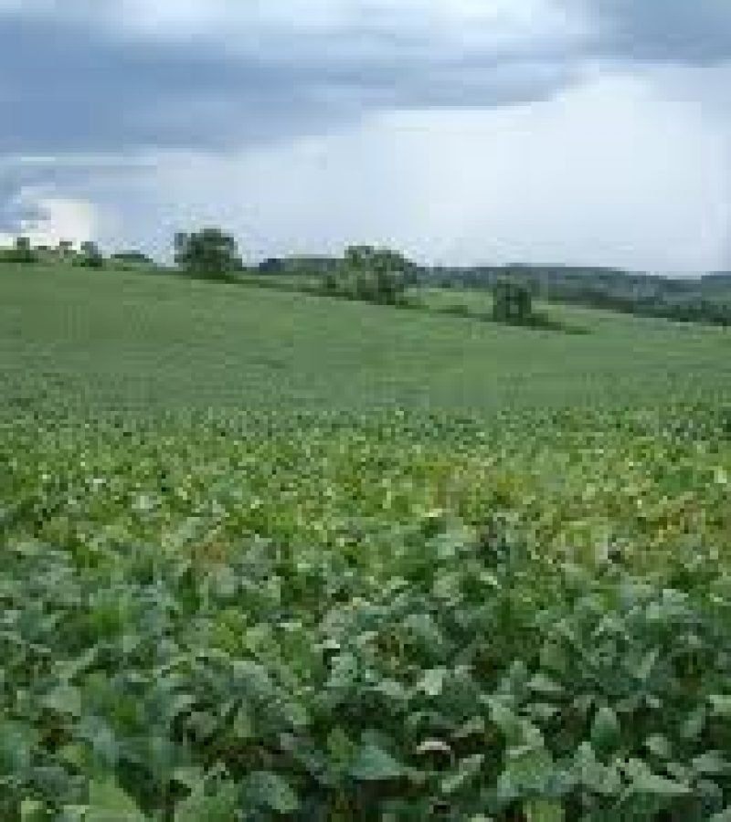 0085779_0.