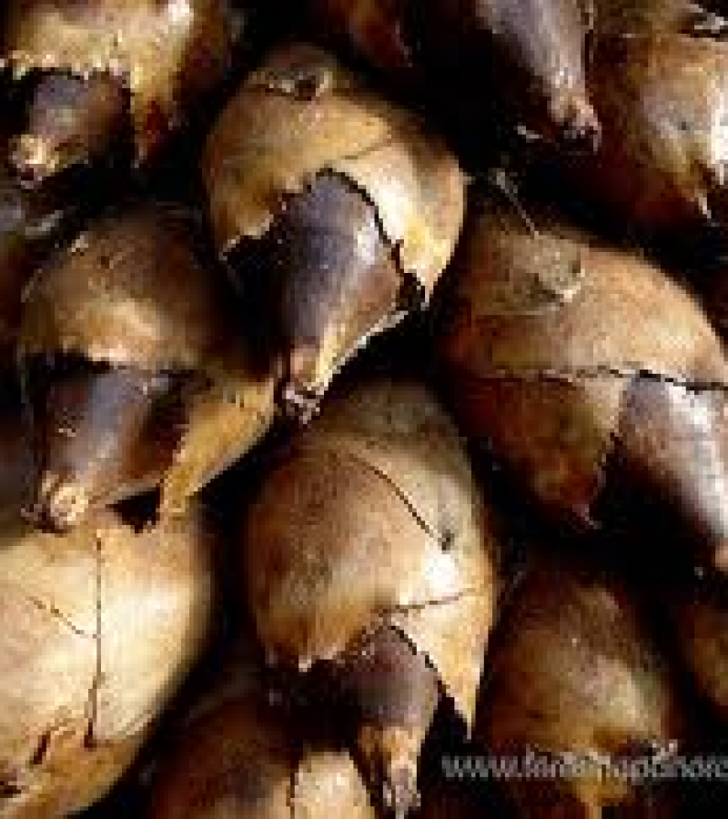 0088321_0.