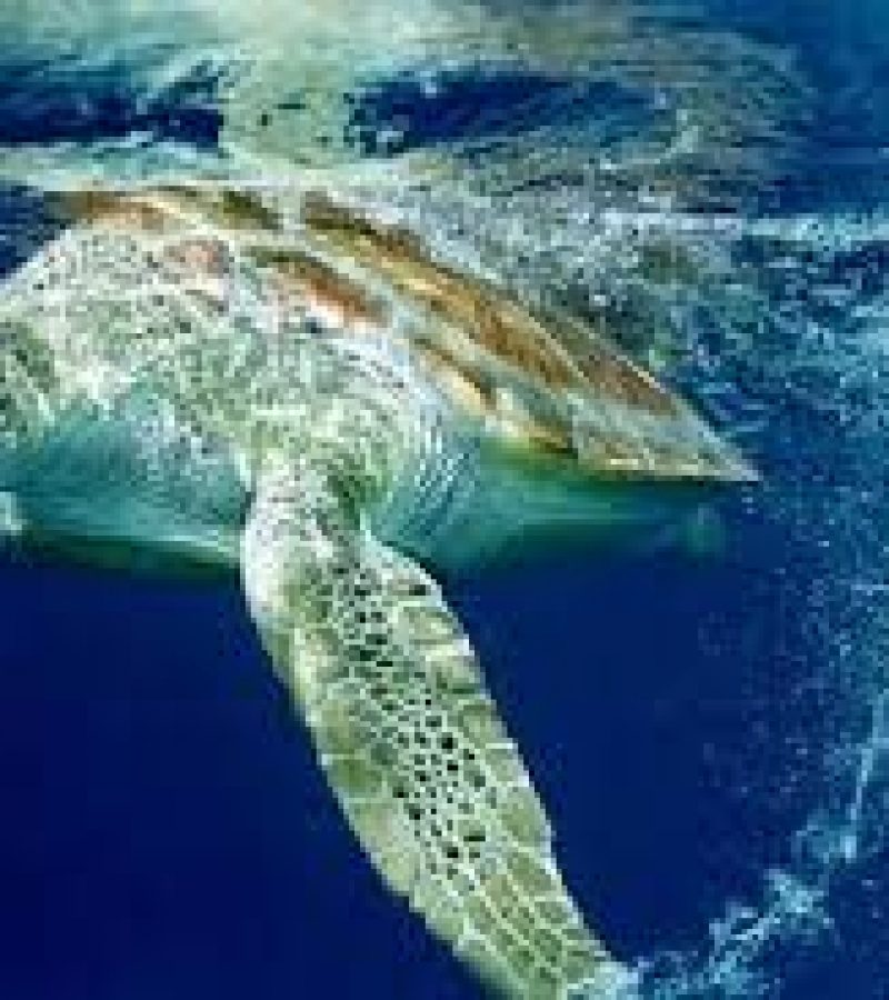 0088957_0.