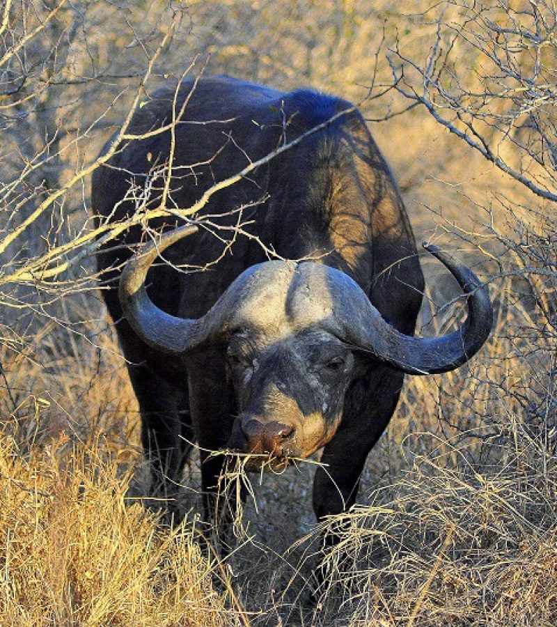 Búfalo