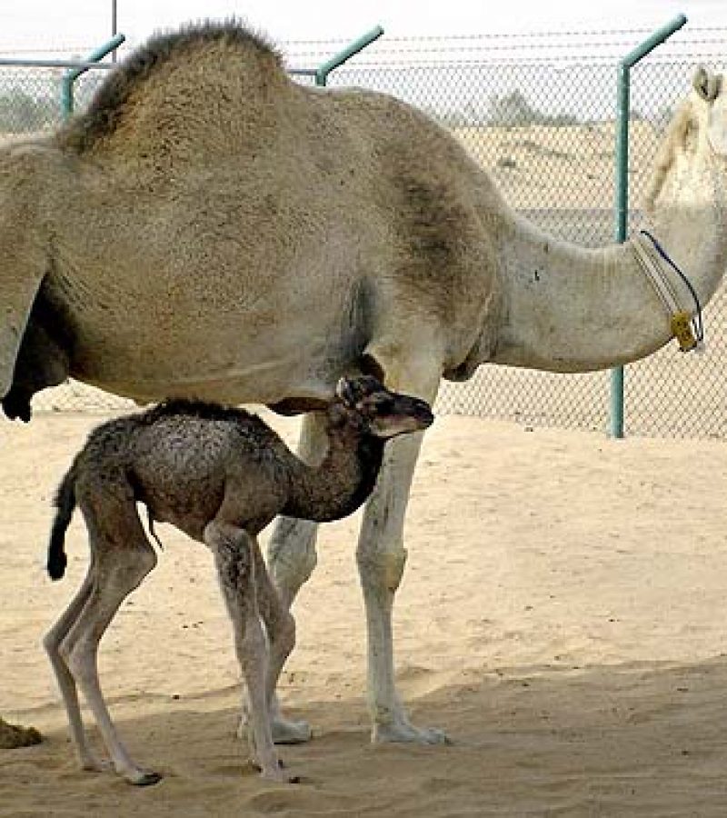 ML Dubai's Camel Cloned