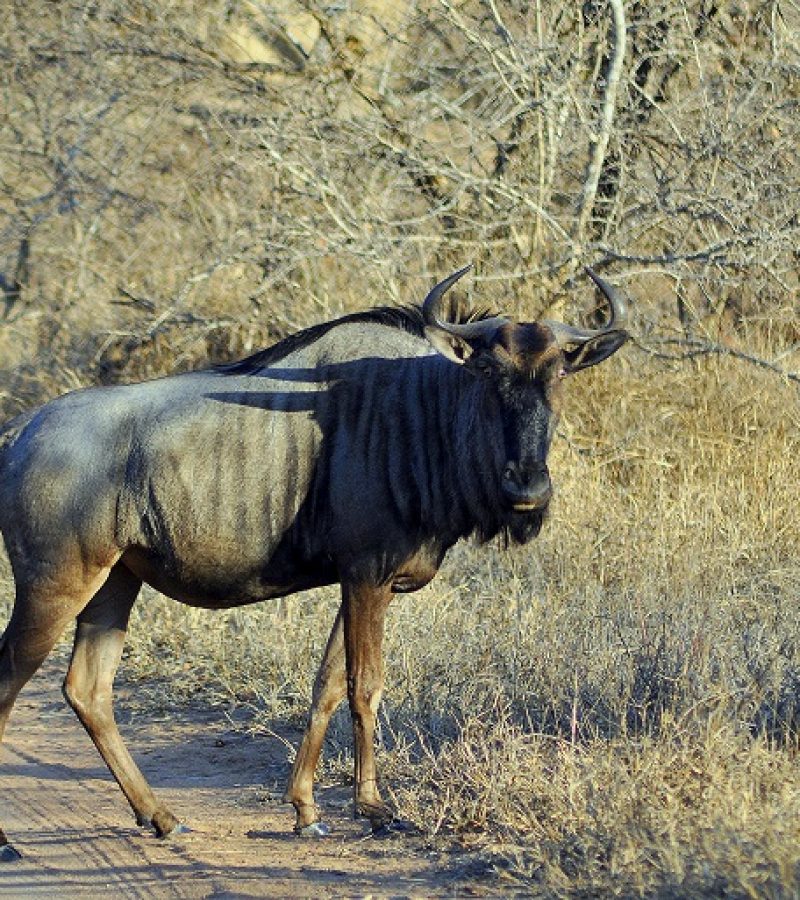 Gnu