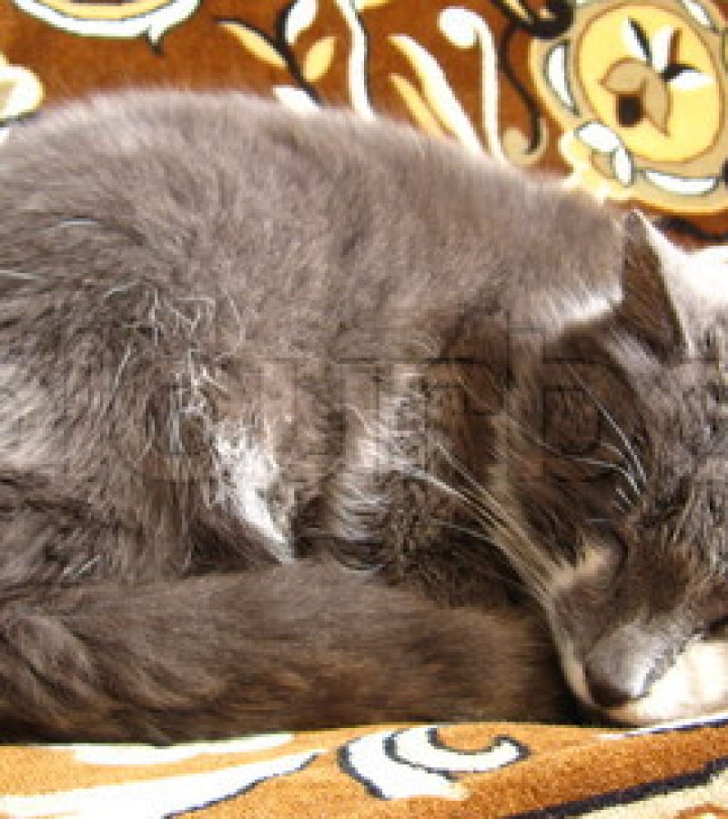 The grey cat sleeps on a sofa