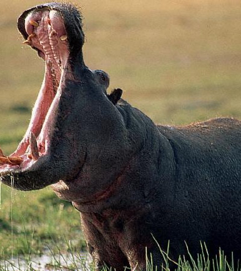 A bull hippopotamus displays aggressive behavior as a predator approaches.