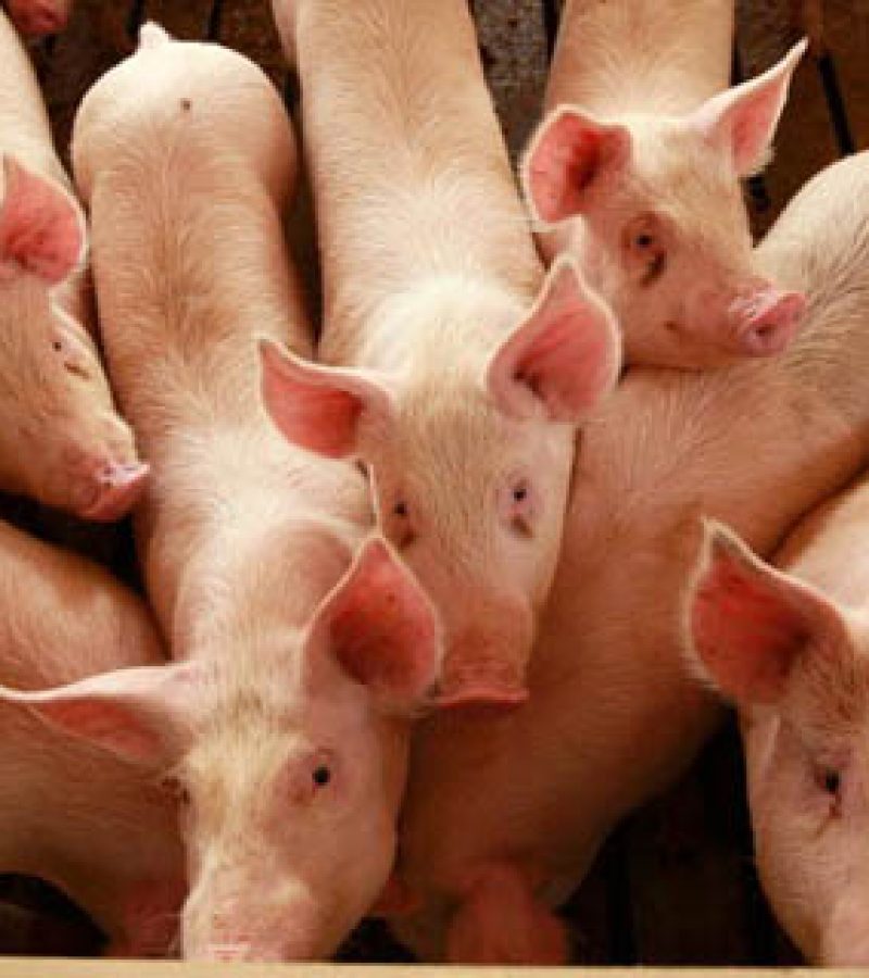Misconceptions Surrounding Eating Pork And The Swine Flu Lower Hog Prices