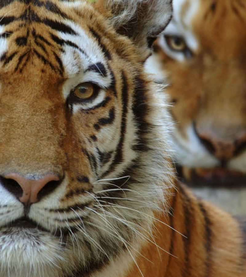 Siberian tigers