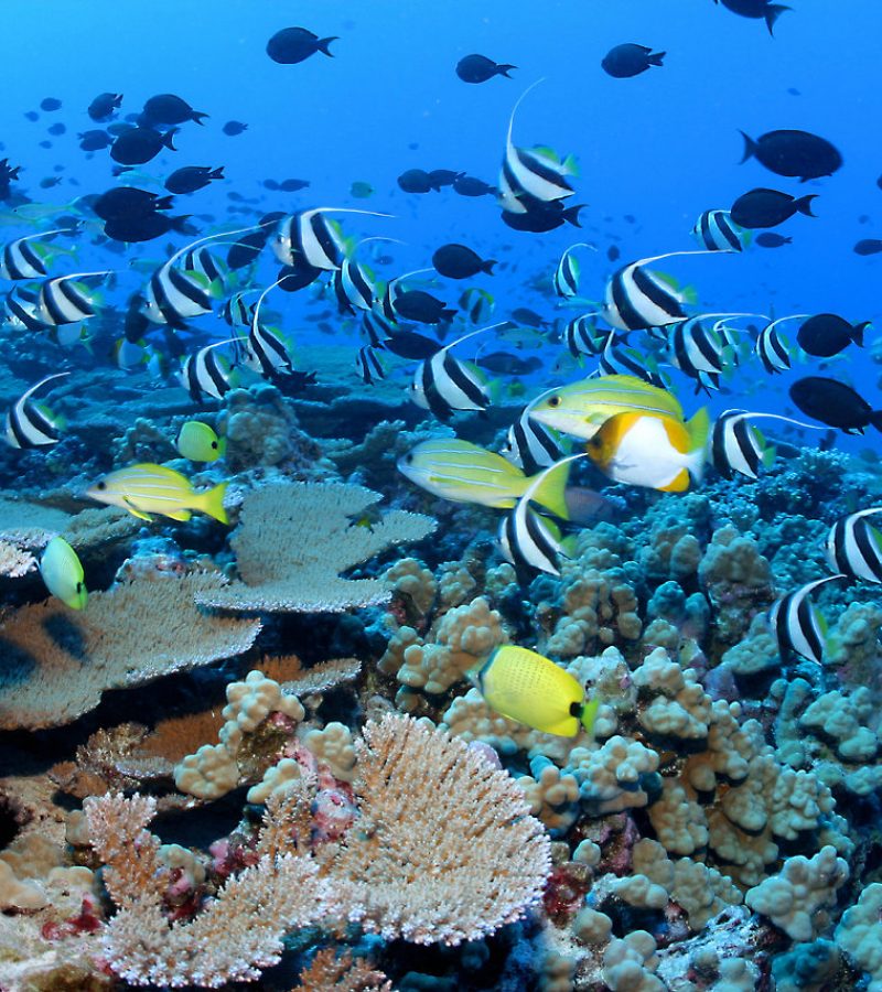 Clouds of reef fish and corals, French frigate shoals, NWHI