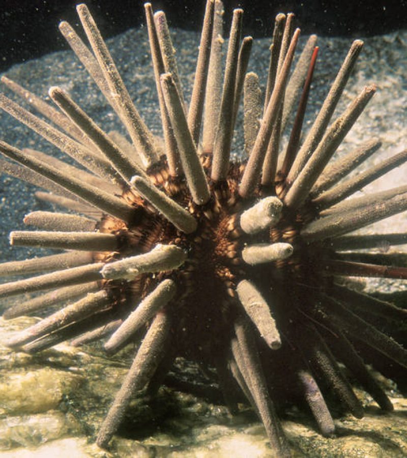Eucidaris tribuloides