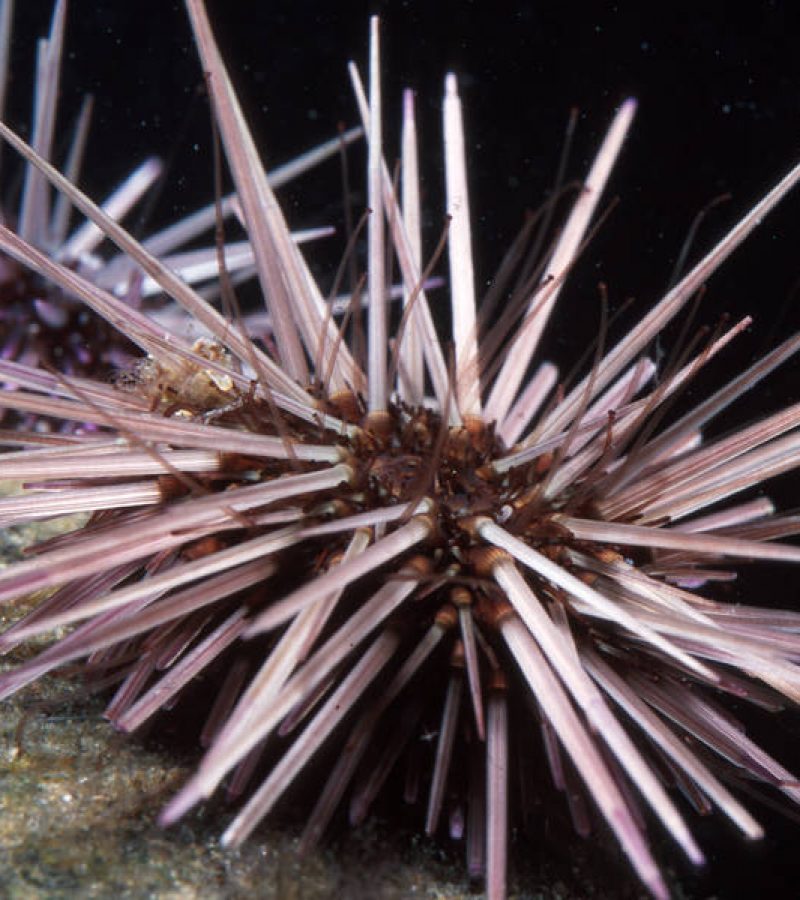 Paracentrotus gaimardi