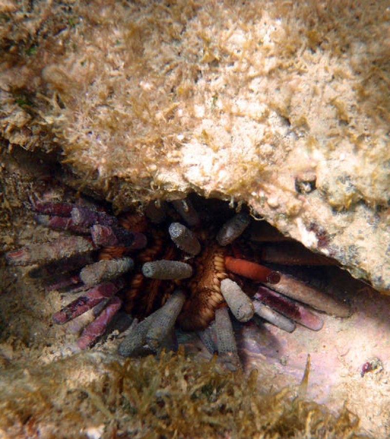 Eucidaris tribuloides