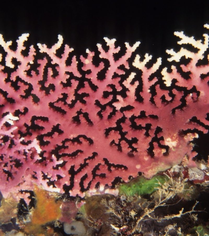 Hydrozoan ('fire coral'), Fiji - probably a species of Distichopora