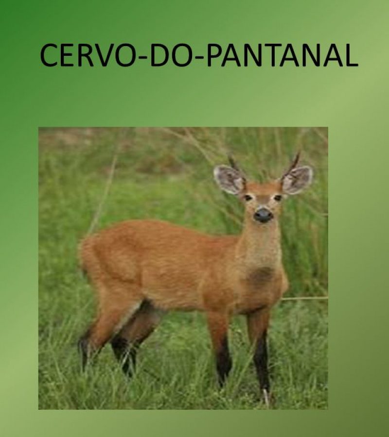 CERVO-DO-PANTANAL