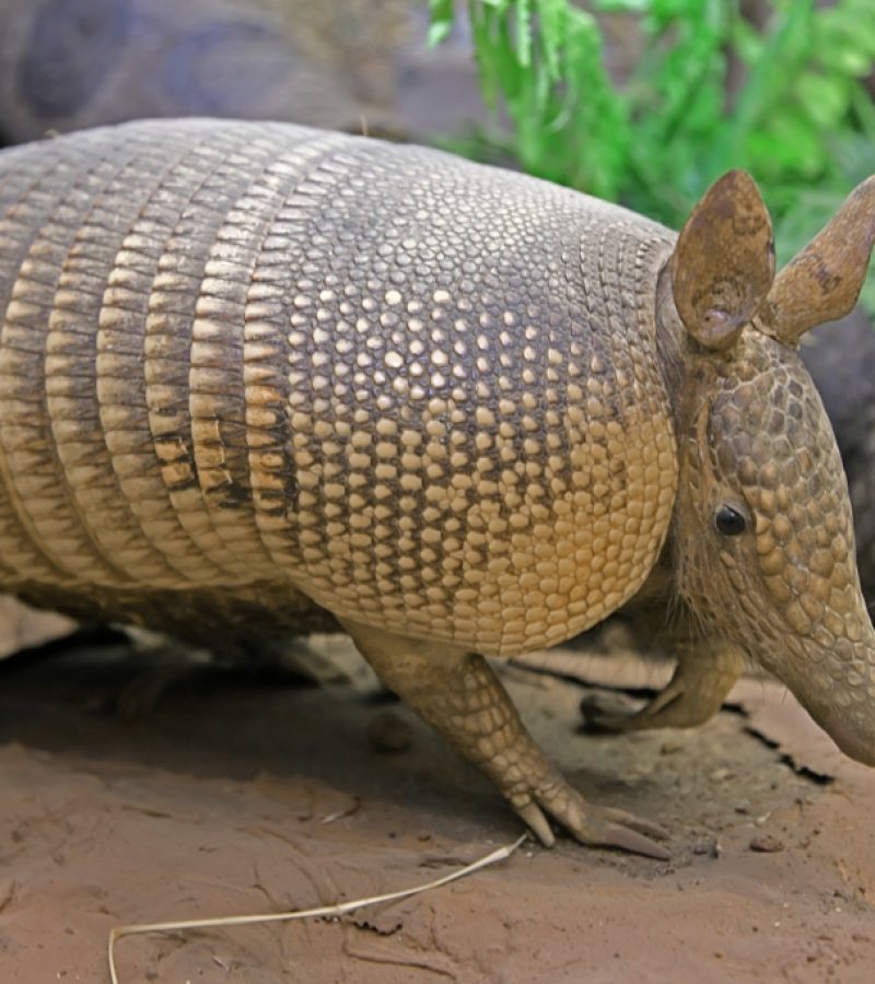 armadillo