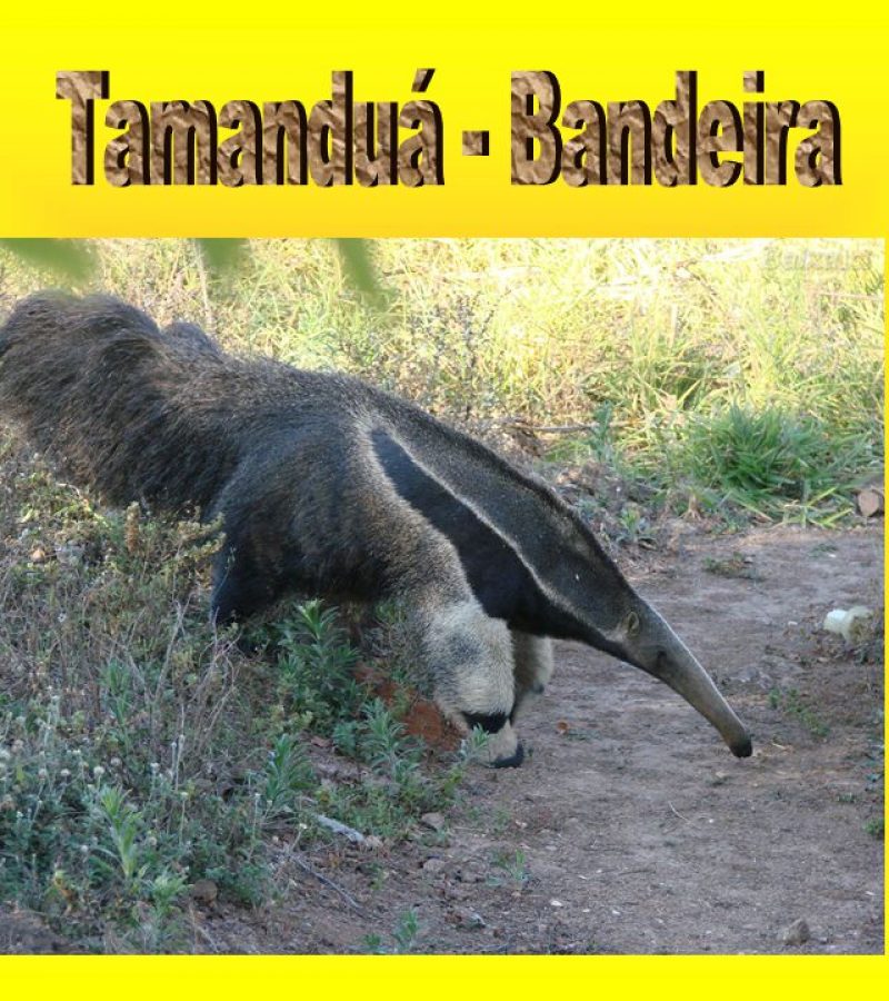 Tamanduá - Bandeira