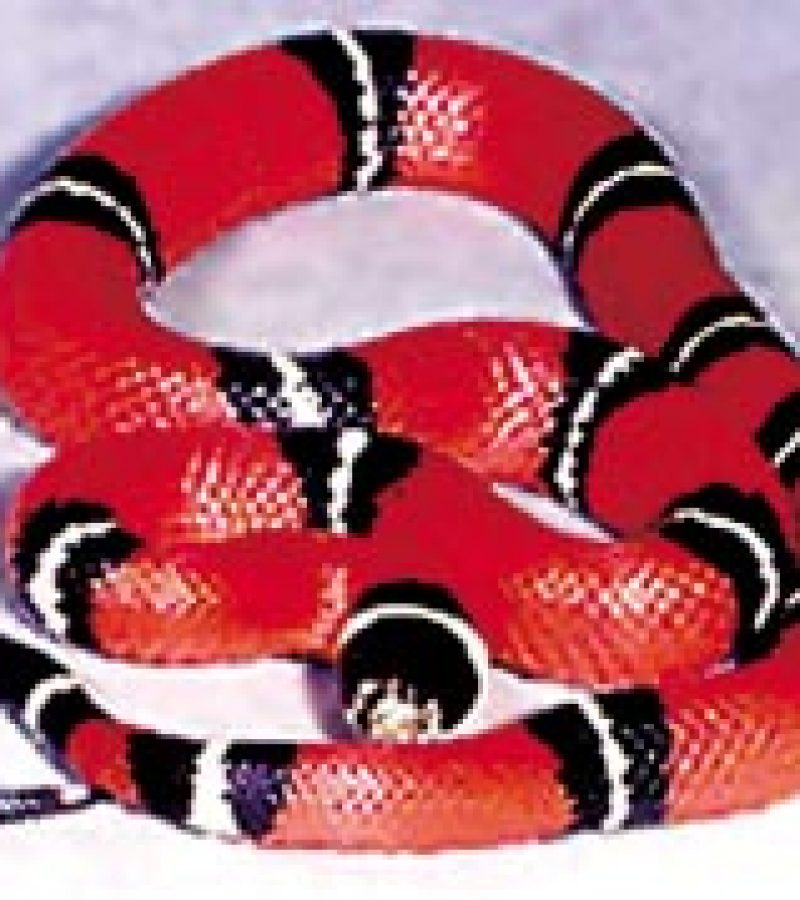 Falsa- coral
C: divulgação