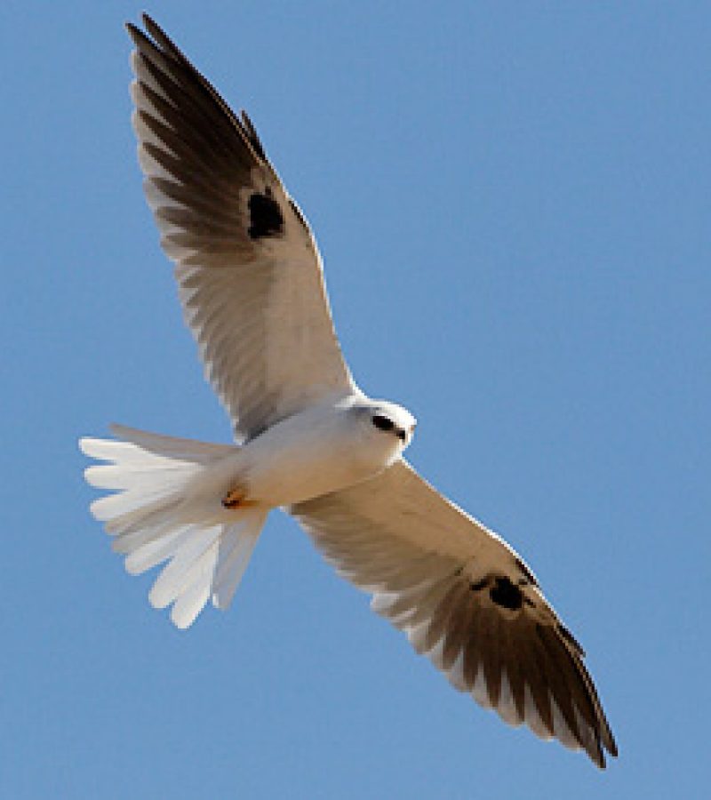 0096092_0.