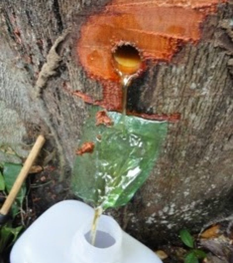 Manejo de Copaíbas