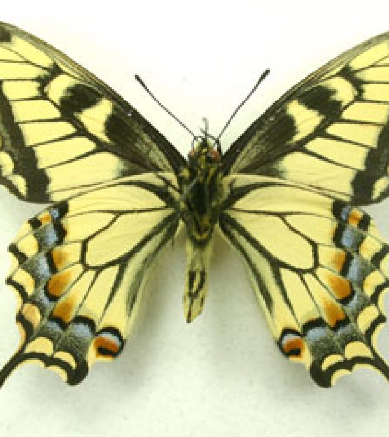 0096590_0.