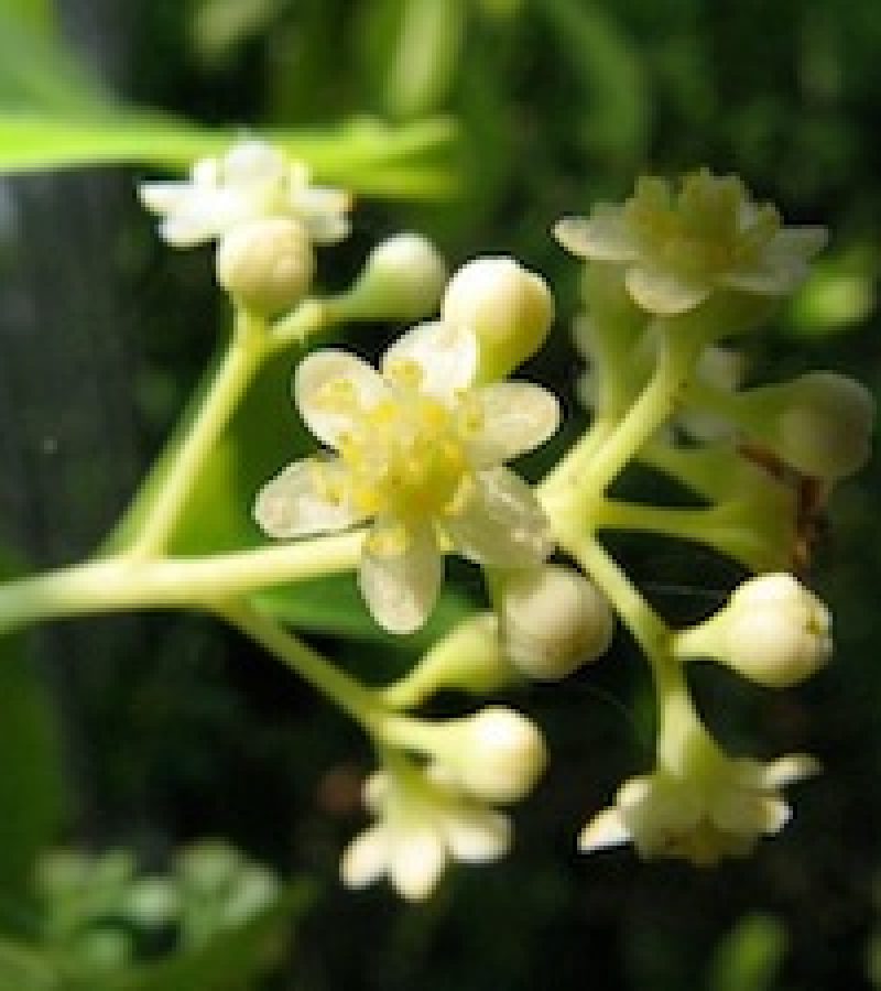 Cinnamomum_camphora6
