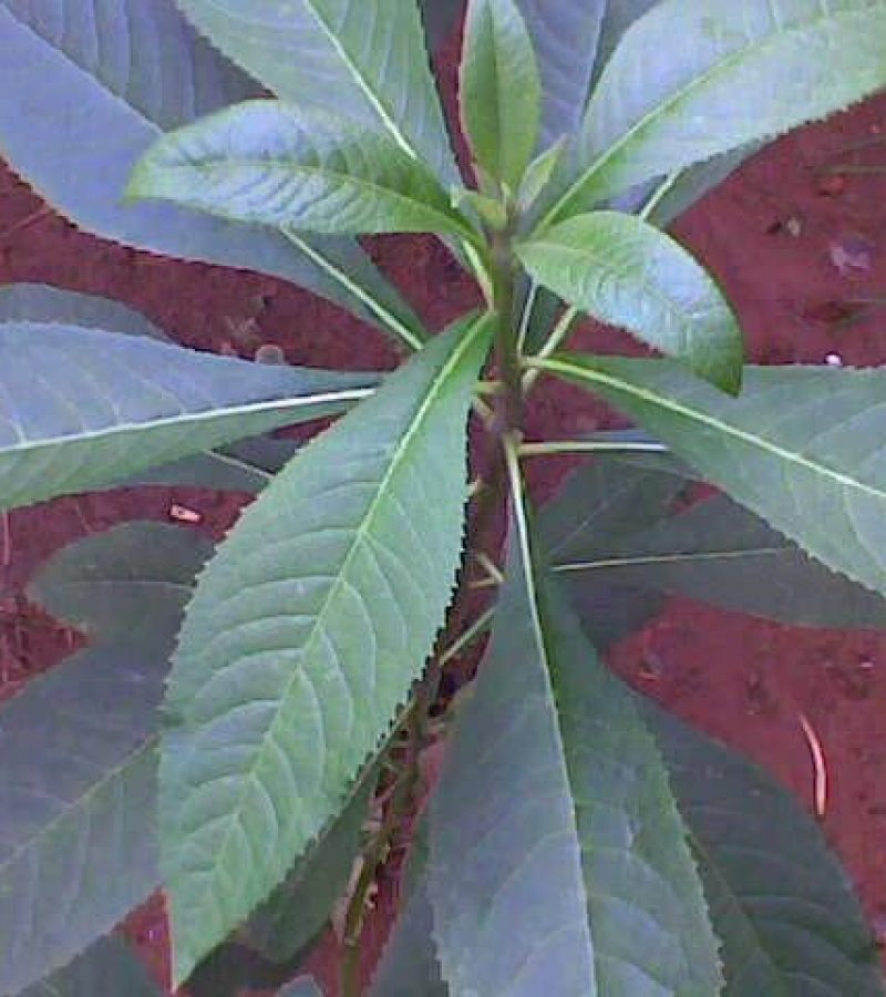 0096663_0.