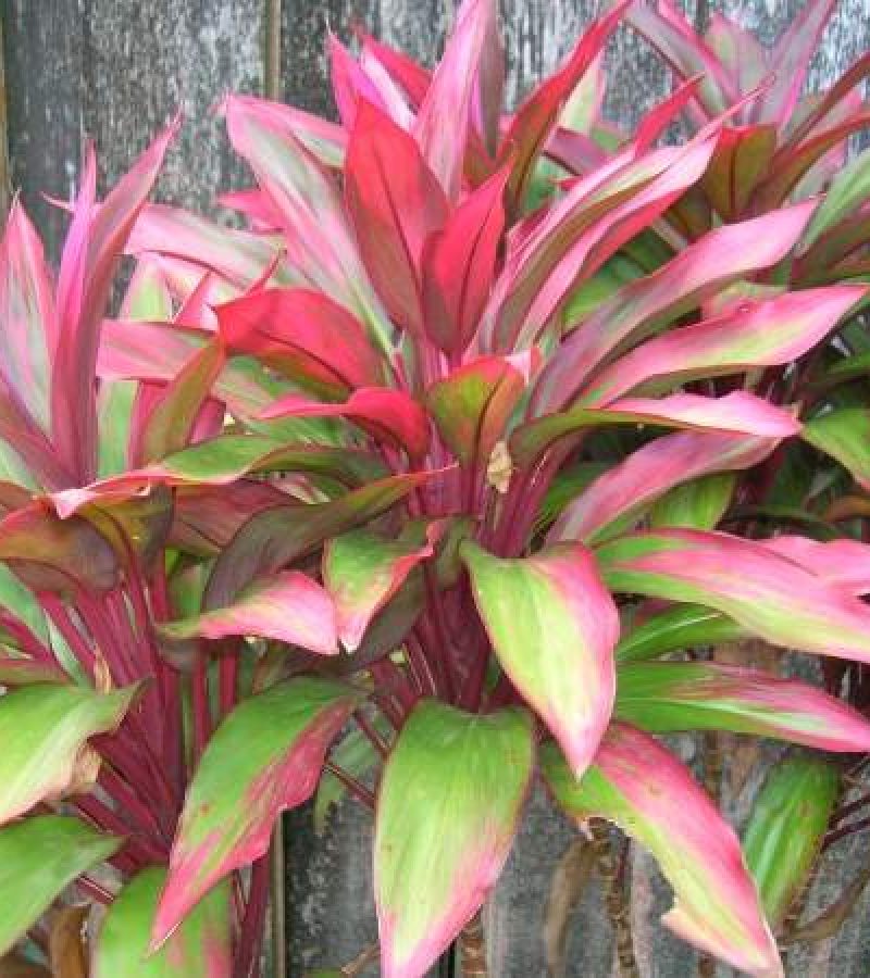 Cordyline fruticosa