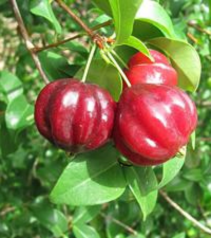 0096777_0.