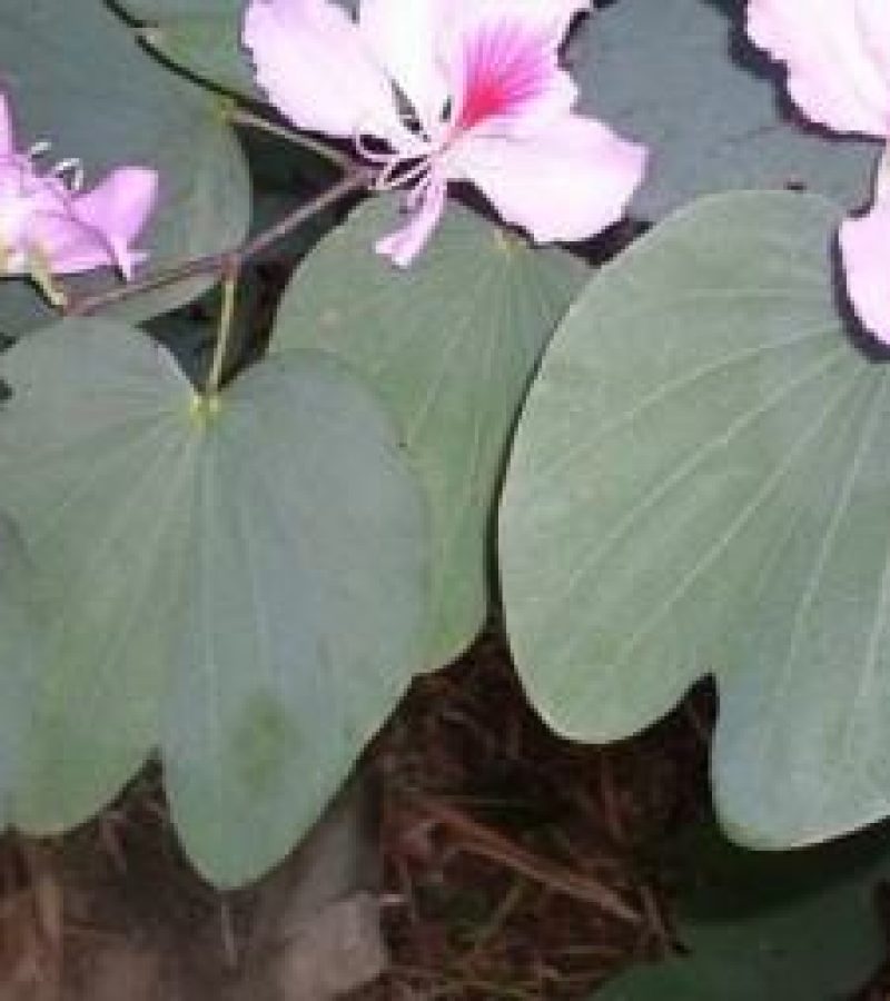 0096847_0.