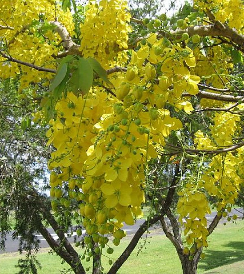 0096877_0.