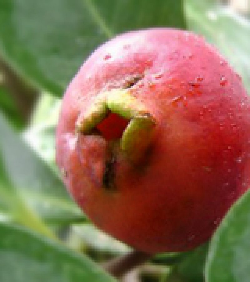 www.frutasnobrasil.com