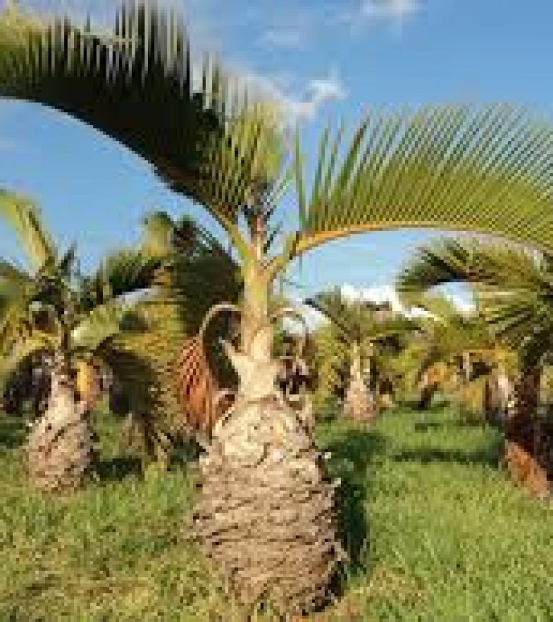 0097494_0.