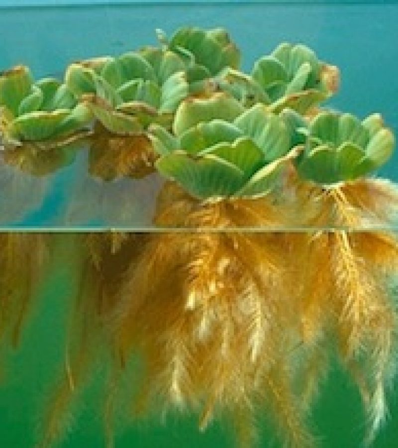 waterlettuce