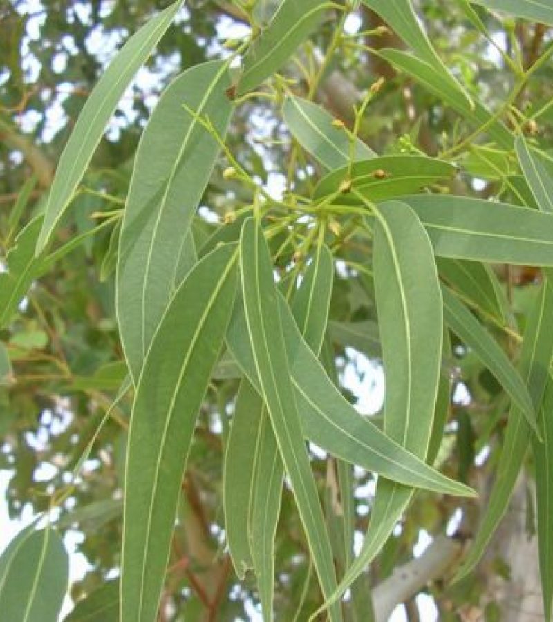 Eucalyptus globulus