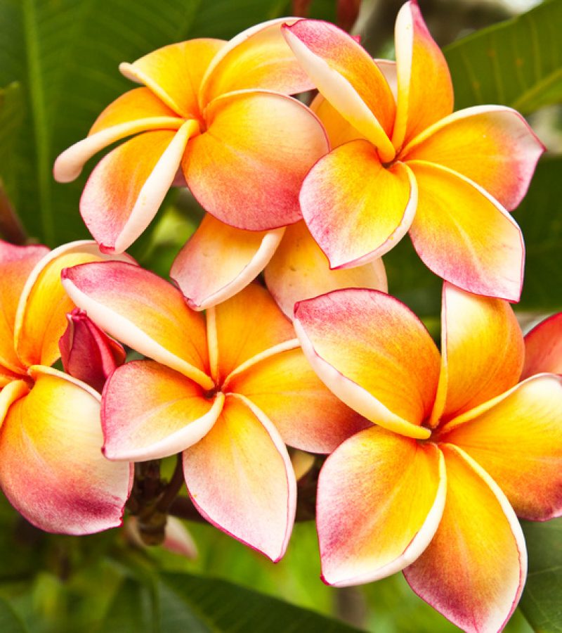 Plumeria flowers