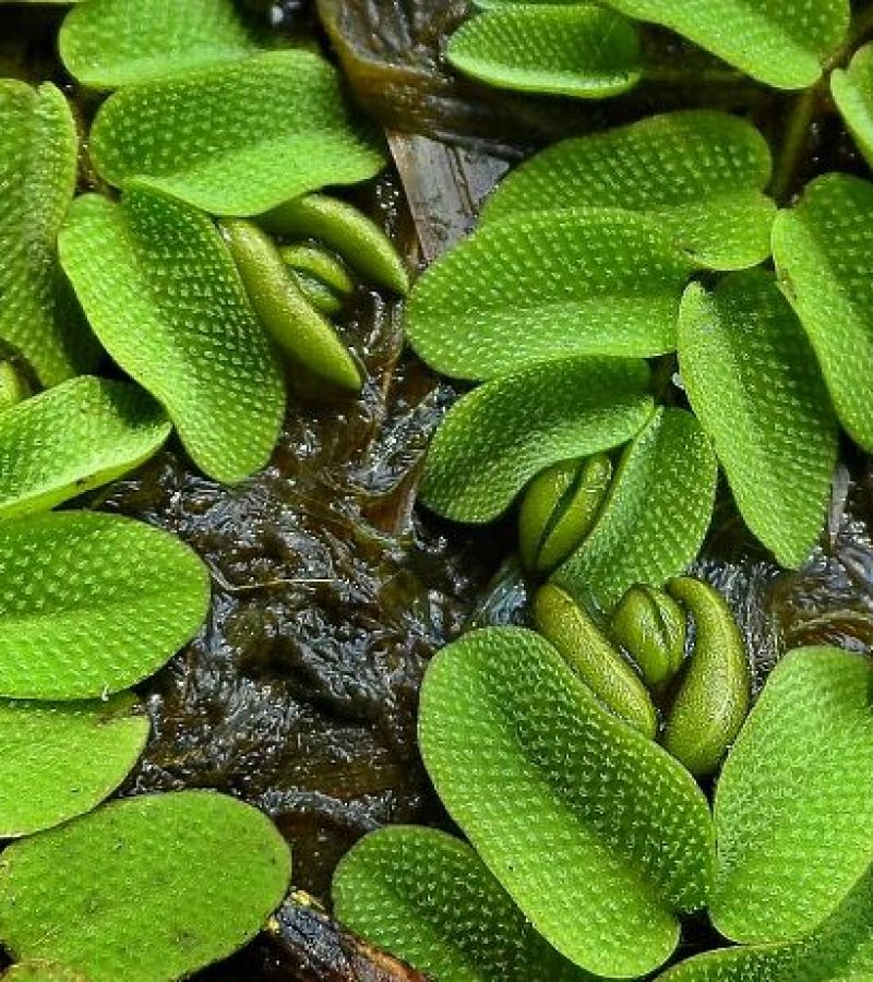 salvinia plávajúca