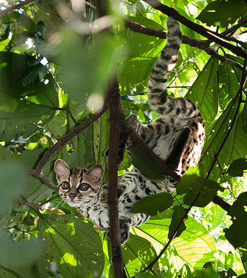 Gato Maracajá