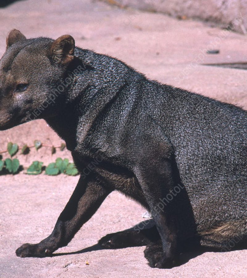 Small-eared Dog