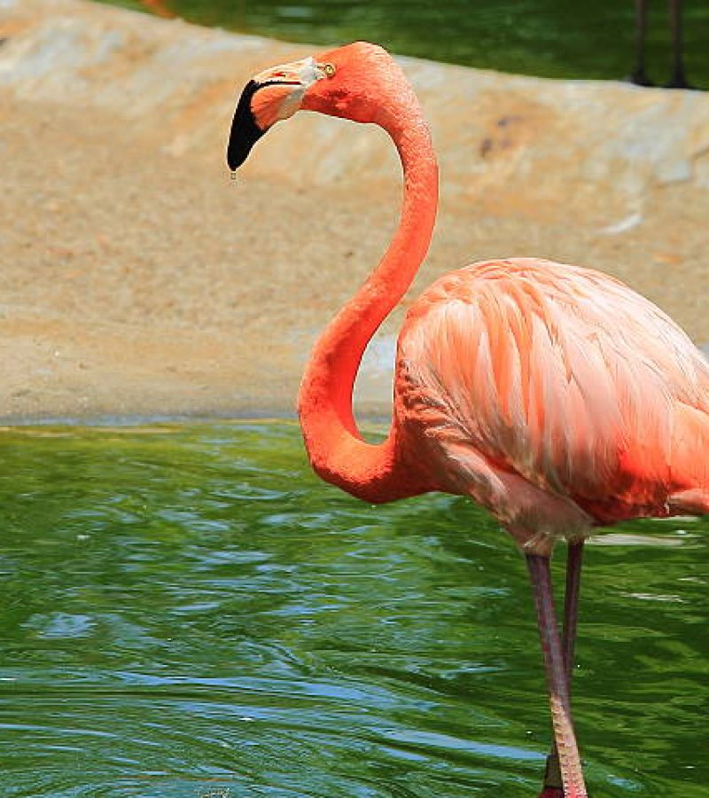 An american flamingo at the park