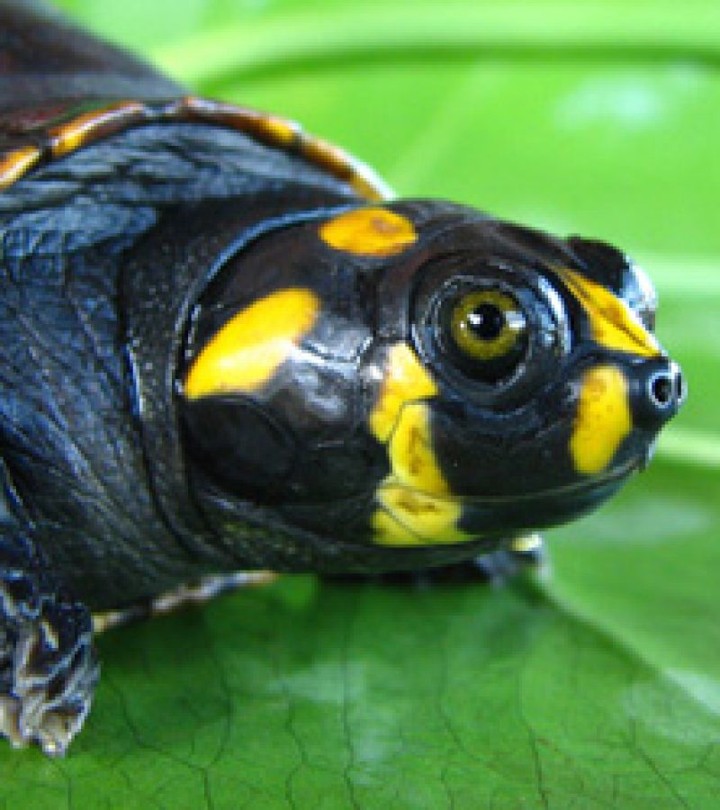 River turtle or tracaj (Podocnemis unifilis) in Oiapoque, in the northern Brazilian Amazon. Here, the Conservancy has partnered with local indigenous communities and university researchers to develop a project to keep river turtle populations stable, as