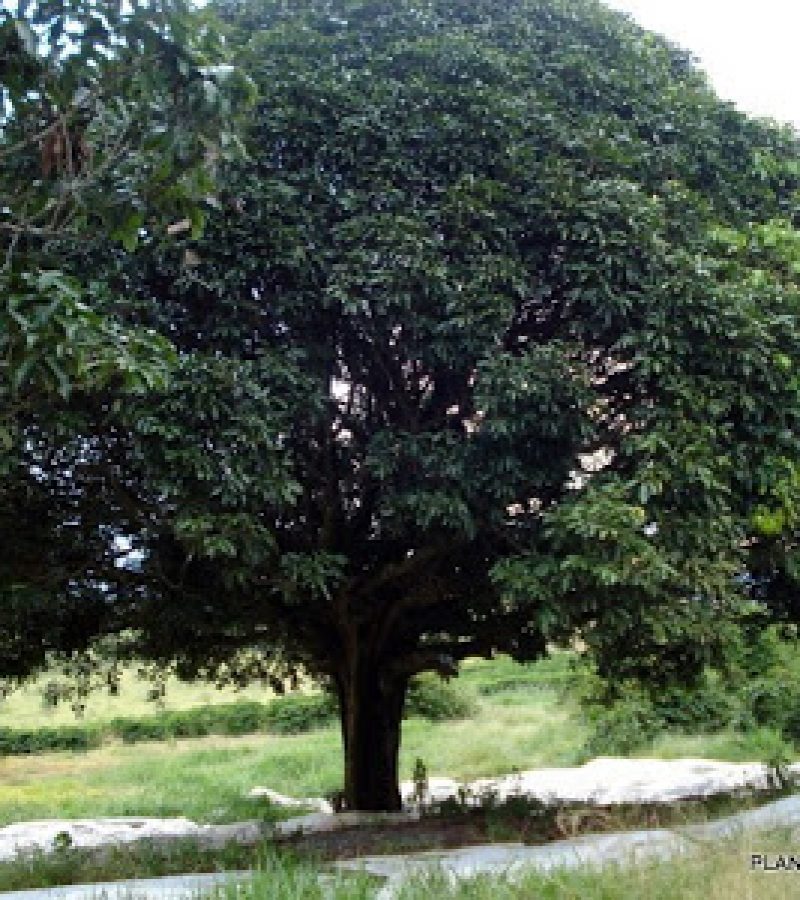 CANELAS SASSAFRAS