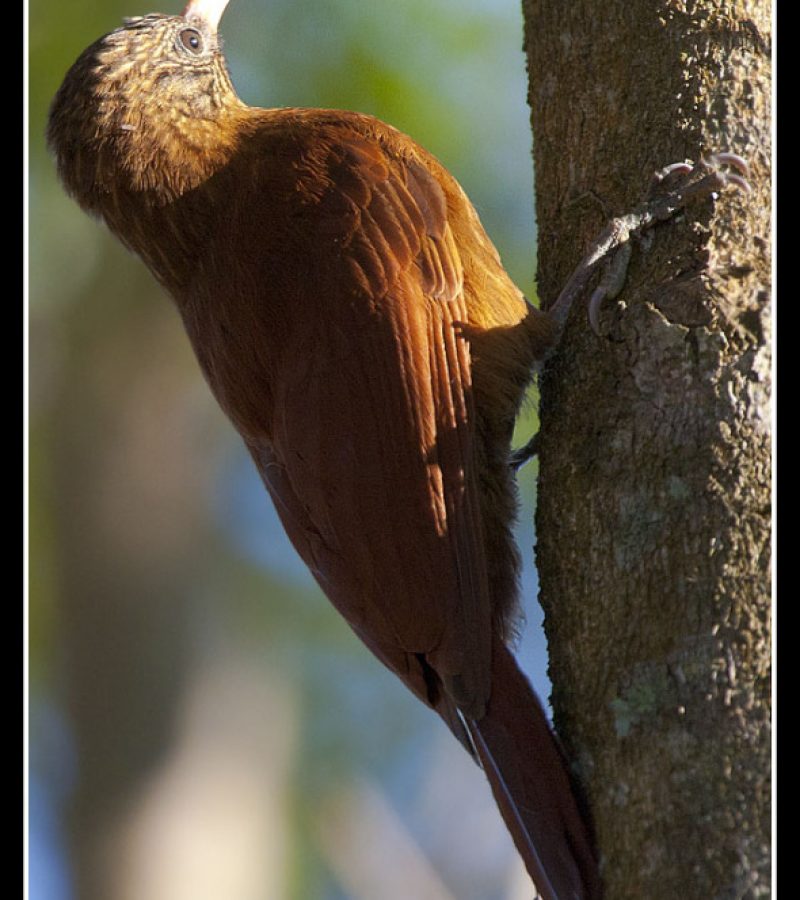 ARAPAÇU-DE-BICO-TORTO - Pantanal MS